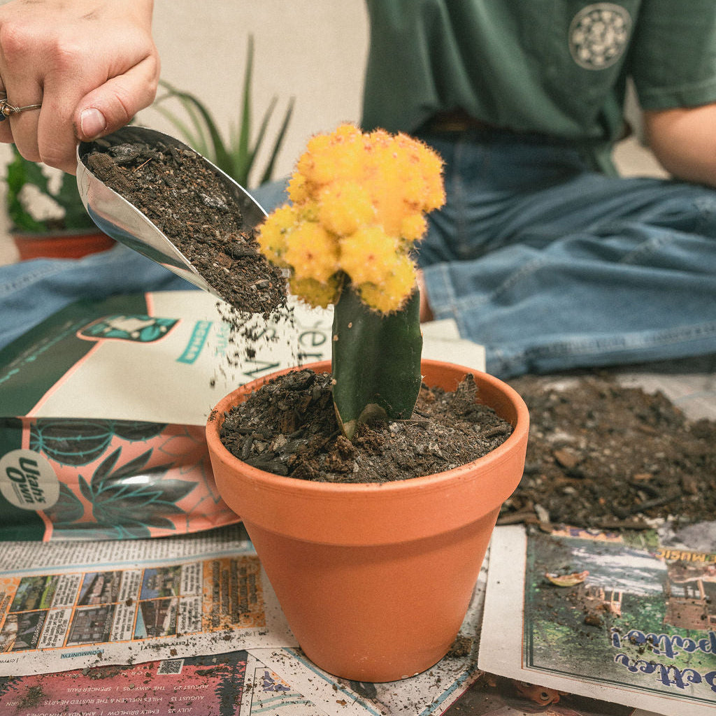 Succulent and Cactus Mix [4 qt.]