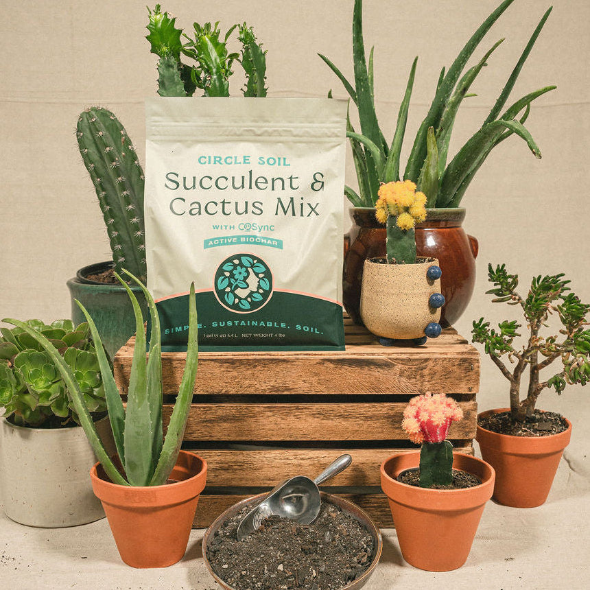 Succulent and Cactus Mix [4 qt.]