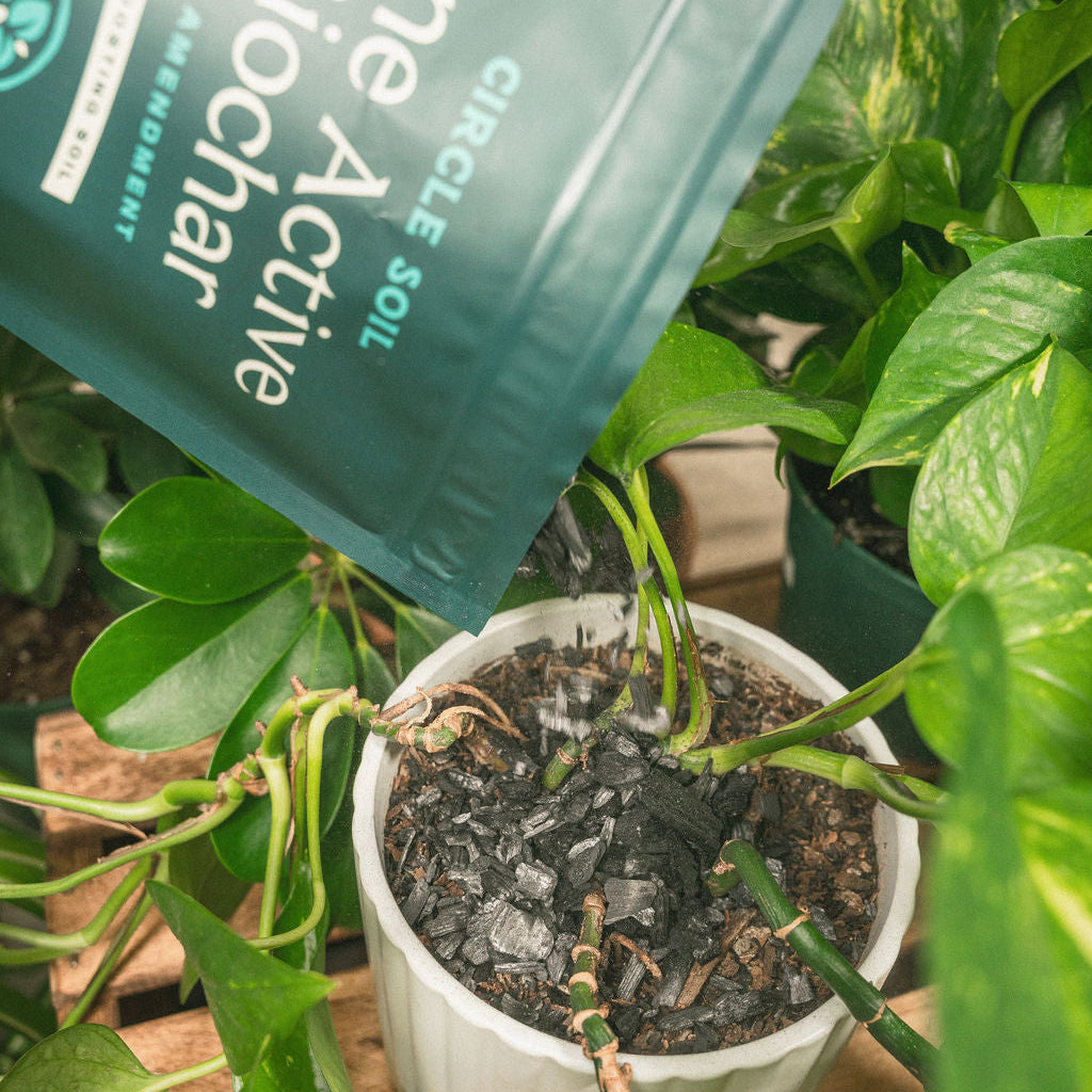 Fine Biochar – [1 quart]